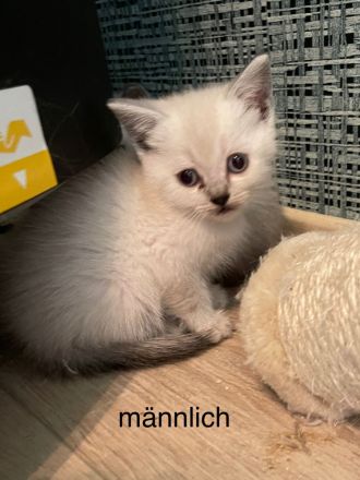 BKH Kitten weiblich und männlich in rein weis