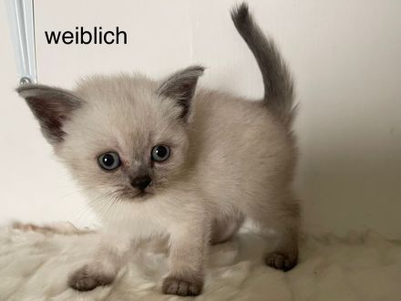 BKH Kitten weiblich und männlich in rein weis