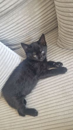 3 schwarze Prinzessinnen abzugeben