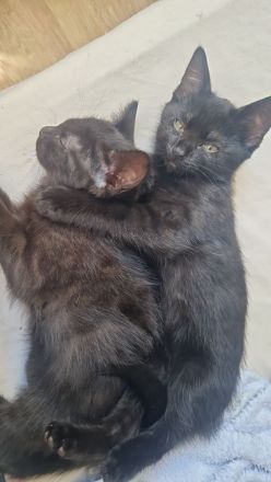 3 schwarze Prinzessinnen abzugeben