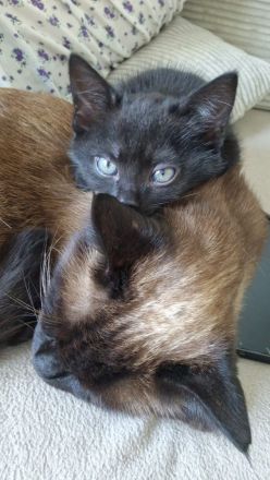 3 schwarze Prinzessinnen abzugeben