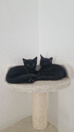 3 schwarze Prinzessinnen abzugeben