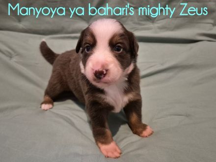 Wunderschöne Australian Shepherd Welpen