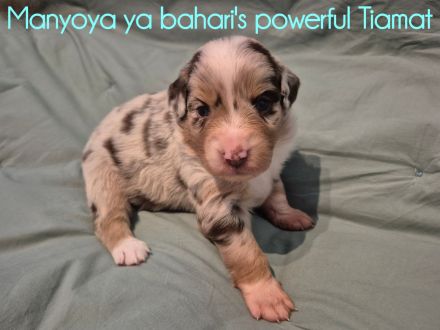 Wunderschöne Australian Shepherd Welpen