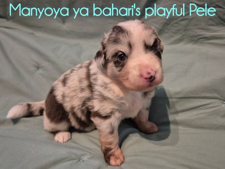 Wunderschöne Australian Shepherd Welpen