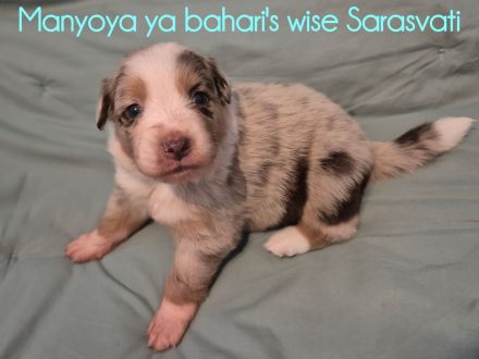 Wunderschöne Australian Shepherd Welpen