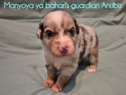 Wunderschöne Australian Shepherd Welpen