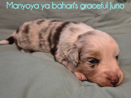 Wunderschöne Australian Shepherd Welpen