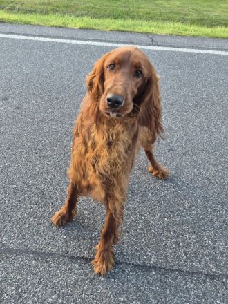 Irish Red Setter Welpen 8 Mädels, 6 Jungs