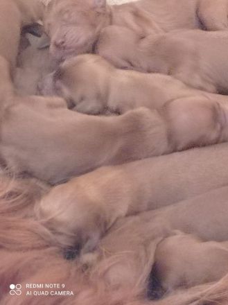 Irish Red Setter Welpen 8 Mädels, 6 Jungs