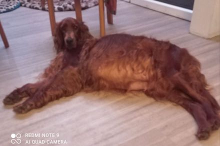 Irish Red Setter Welpen 8 Mädels, 6 Jungs