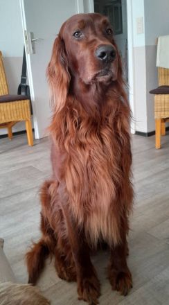 Irish Red Setter Welpen 8 Mädels, 6 Jungs