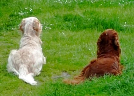 Irish Red Setter Welpen 8 Mädels, 6 Jungs