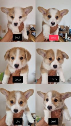 Corgi-Welpen zur Adoption