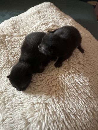 2 Katzenbabys suchen ein schönes zu Hause