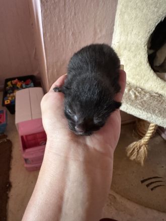 2 Katzenbabys suchen ein schönes zu Hause