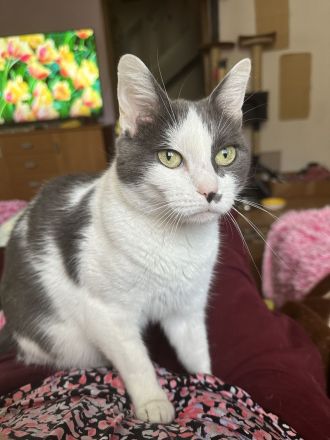 2 Katzenbabys suchen ein schönes zu Hause