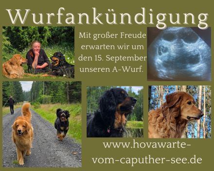 Hovawarte vom Caputher See