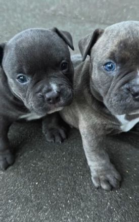 American Bully Micro mit Ahnentafel