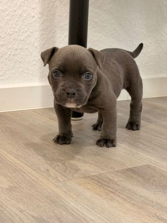 American Bully Micro mit Ahnentafel