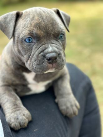 American Bully Micro mit Ahnentafel
