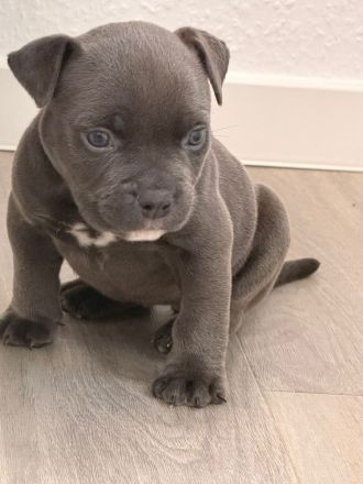 American Bully Micro mit Ahnentafel