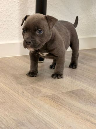 American Bully Micro mit Ahnentafel