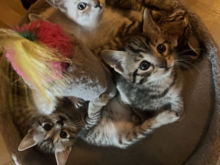 BKH Kätzchen abgabebereit