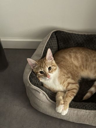 Mit schwerem Herzen: Ich suche das beste Zuhause für meinen Schatz