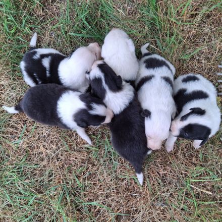 Border Collie Welpen vom Border-Valley