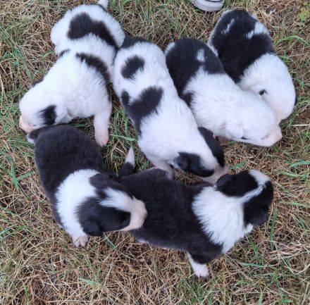 Border Collie Welpen vom Border-Valley