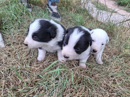 Border Collie Welpen vom Border-Valley