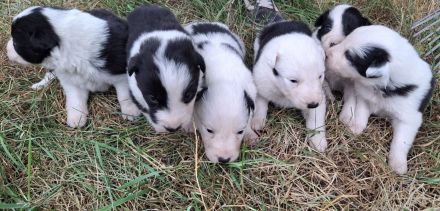 Border Collie Welpen vom Border-Valley