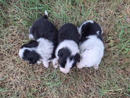 Border Collie Welpen vom Border-Valley