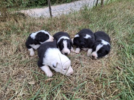 Border Collie Welpen vom Border-Valley