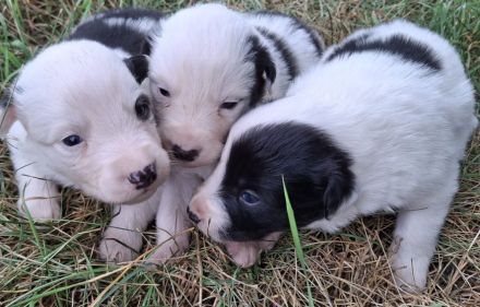 Border Collie Welpen vom Border-Valley