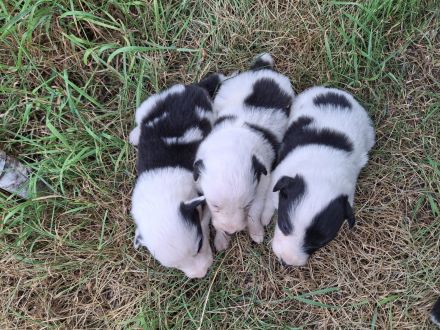 Border Collie Welpen vom Border-Valley