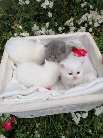 Britische kurzhaarige Kätzchen