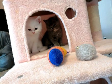 Britische kurzhaarige Kätzchen