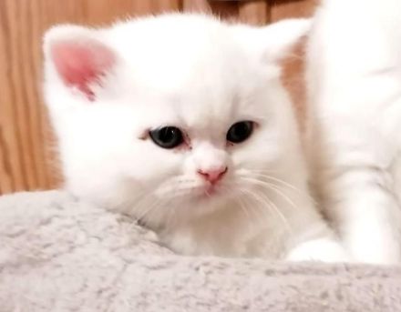 Britische kurzhaarige Kätzchen