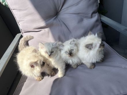 Ragdoll Katzen ( Baby kittens)