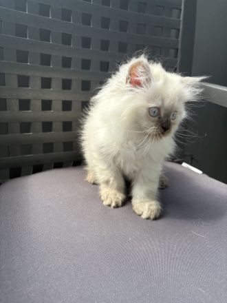 Ragdoll Katzen ( Baby kittens)