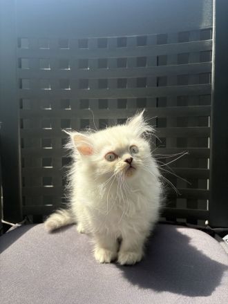 Ragdoll Katzen ( Baby kittens)
