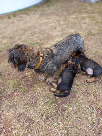 Rauhaardackel Welpen