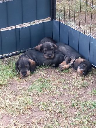 Rauhaardackel Welpen