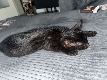 2 Kitten zu verkaufen