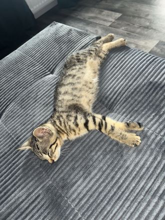 2 Kitten zu verkaufen