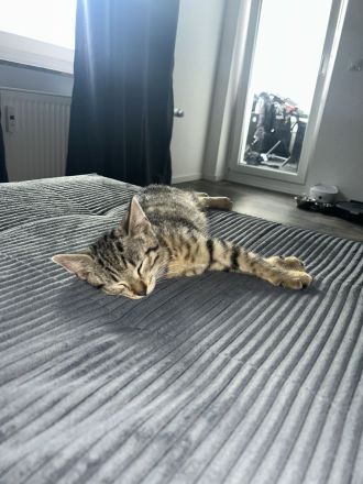 2 Kitten zu verkaufen