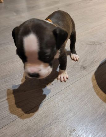 American staffordshire terrier welpe