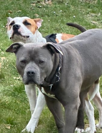 American staffordshire terrier welpe